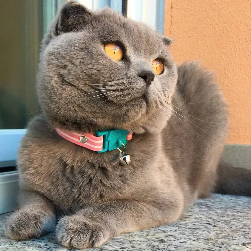 Kittyrama Bermuda Safety Breakaway Silicone Cat Collar
